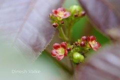 Jatropha gossypiifolia